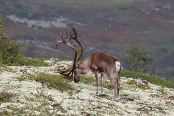 wild reindeer