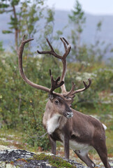 wild reindeer