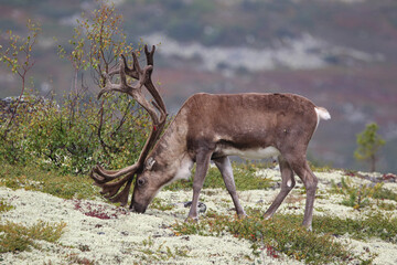 wild reindeer © yanlev