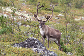 wild reindeer