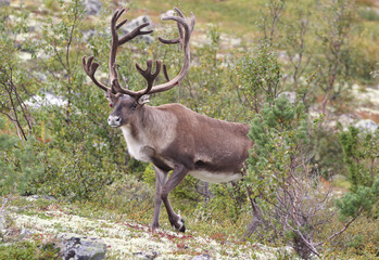 wild reindeer