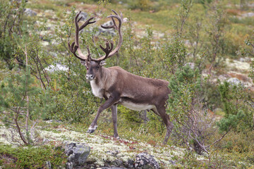 wild reindeer © yanlev