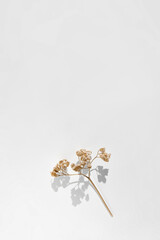 Minimalist background dried flower aesthetic, neutral and light brown