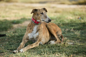 portrait of a dog in a shelter waiting for adoption