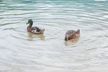 wild ducks are feeding butts up in the clean transparent waters of mountain alpine lake	
