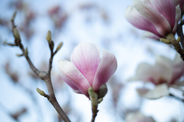 beautiful fresh blooming spring magnolia. selective focus, blur