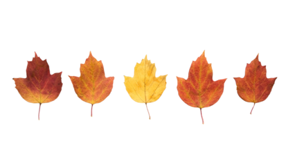 Background with colorful autumn leaves laid out in a line, top view