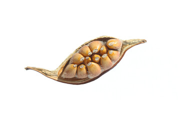 seedpods of kurrajong (Brachychiton populneus) tree isolated on white background