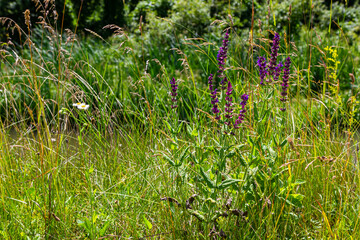 Flowers of the forest sage, Salvia nemorosa, close-up. Background of Salvia nemorosa, a salvia with beautiful purple flowers. Purple flowers of oak sage
