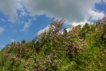 Phlomis Phlomoides tuberosa wildflowers on clear green background. Dark red stems with architectural whorls of lilac-pink flowers and wrinkled hairy leaves
