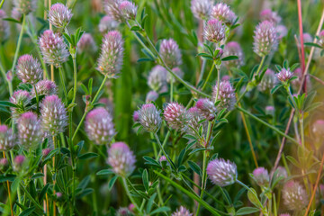 Trifolium arvense closeup. Fluffy clover in a meadow. Summer flora growing in the field. Colorful...