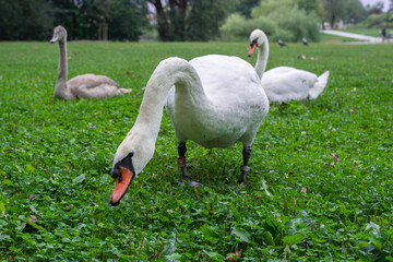 swans in the meadow nibbling grass