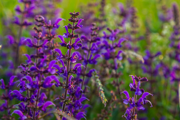 Flowers of the forest sage, Salvia nemorosa, close-up. Background of Salvia nemorosa, a salvia with beautiful purple flowers. Purple flowers of oak sage