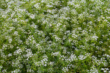 Fototapeta na wymiar Conium maculatum, colloquially known as hemlock, poison hemlock or wild hemlock, is a highly poisonous biennial herbaceous flowering plant in the carrot family Apiaceae