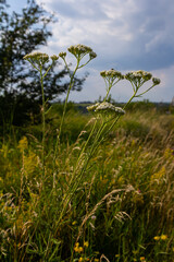 Common yarrow Achillea millefolium white flowers close up, floral background green leaves. Medicinal organic natural herbs, plants concept. Wild yarrow, wildflower