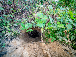 Eingang in einen Tierbau © focus finder