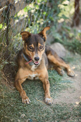 portrait of a dog in a shelter waiting for adoption