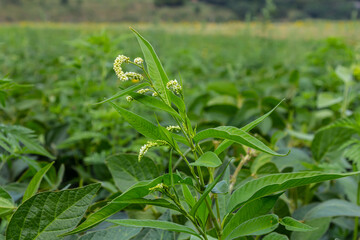Weed Persicaria lapathifolia grows in a field among agricultural crops