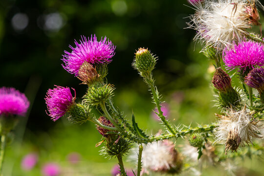 Thistle Carduus acanthoides grows in the wild in summer