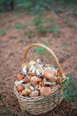 large fresh porcini mushrooms and forest herbs in a wicker basket