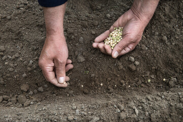 Male hands planting a pea seeds