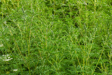 Flower of a common ragweed, Ambrosia artemisiifolia