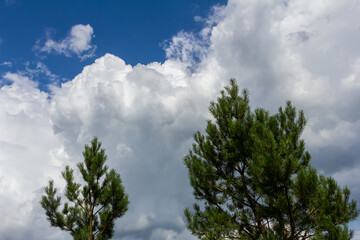 Pine branches on a spring day against the background of the sky with clouds