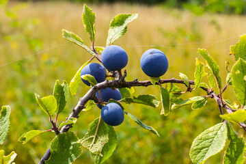 Blackthorn Prunus spinosa, also known as blackthorn