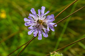 Close-up of a pink colored field scabious Knautia arvensis blooming on a green meadow
