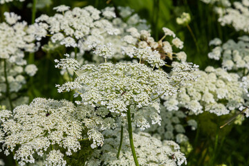 Daucus carota known as wild carrot blooming plant