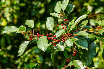 Branches of Frangula alnus with black and red berries. Fruits of Frangula alnus