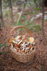 Fototapeta na wymiar large fresh porcini mushrooms and forest herbs in a wicker basket
