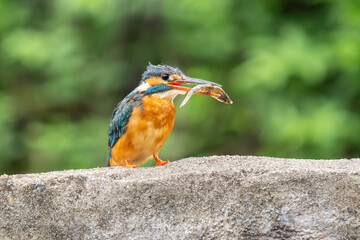 Close-up of a blue kingfisher eating a fish sitting on a stone