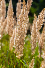 Fototapeta premium Inflorescence of wood small-reed Calamagrostis epigejos on a meadow