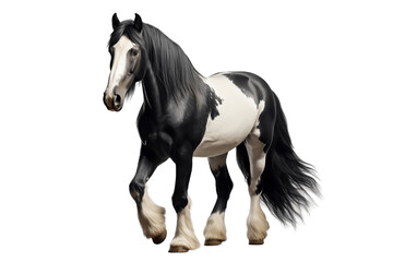 Obraz na płótnie Canvas Black and White Horse Isolated on a Transparent Background PNG. Generative Ai