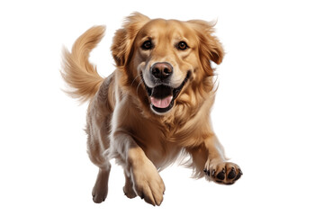 Golden Adult Retriever Dog Isolated on a Transparent Background PNG. Generative Ai