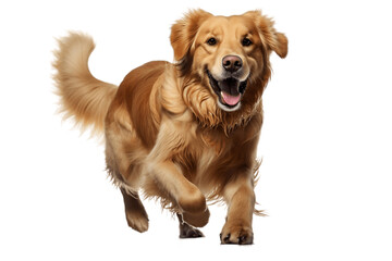 Running Brown Dog Isolated on a Transparent Background PNG. Generative Ai