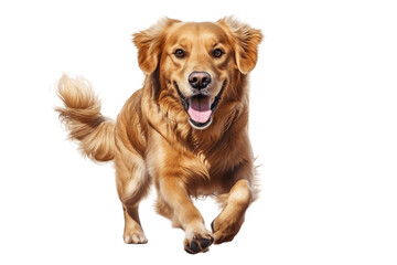 Loyal Dog Isolated on a Transparent Background PNG. Generative Ai