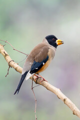 Beautiful Chinese Grosbeak sitting on branch and eating food