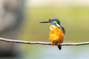 Close-up of a blue kingfisher sitting on a branch