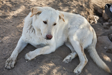 Obraz premium portrait of a dog in a shelter waiting for adoption