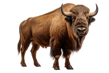 Poster Buffalo Isolated on a Transparent Background PNG. Generative Ai © Haider