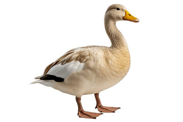 Naklejka na ściany i meble Close up of a duck Isolated on a Transparent Background PNG. Generative Ai