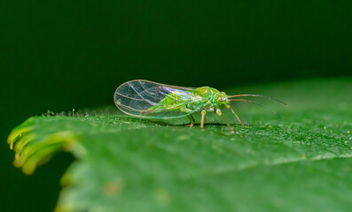 Boxwood psyllid