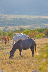 Dawn Grazing: Wild Horses in the Goranci Highlands