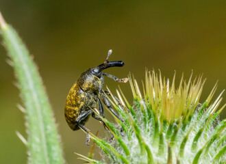 Canada Thistle Bud Weevil