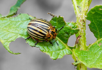 Colorado potato beetle