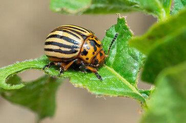 Colorado potato beetle