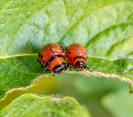 Colorado potato beetle larvae