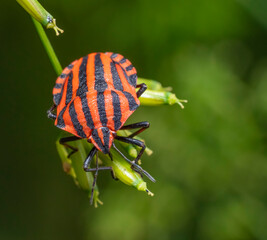 Italian striped bug